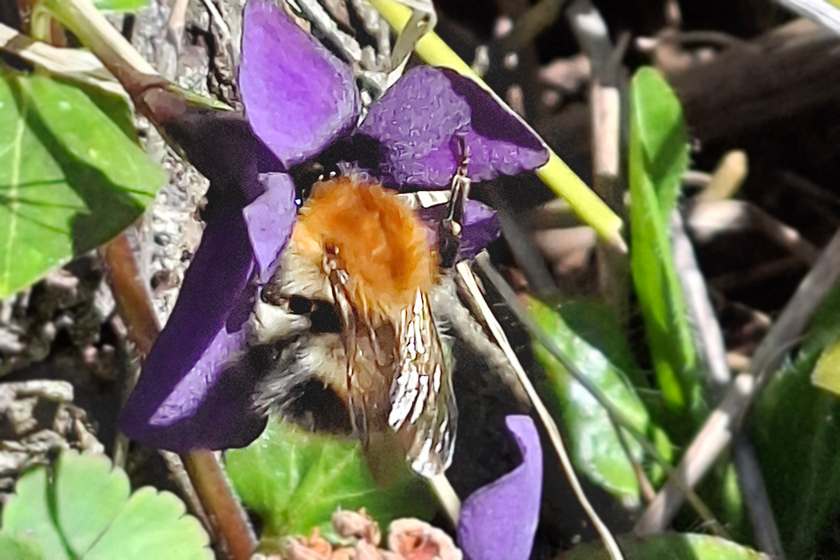 Ackerhummel