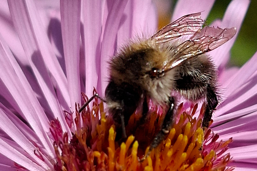 Ackerhummel