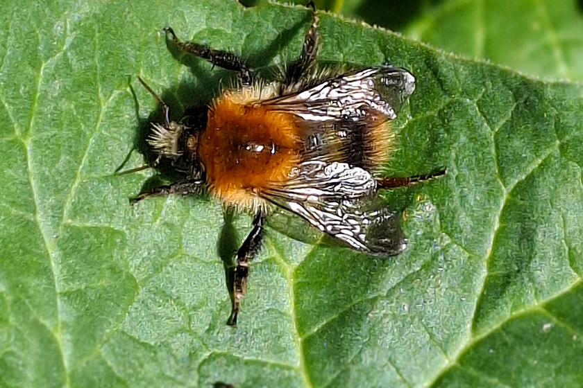 Ackerhummel