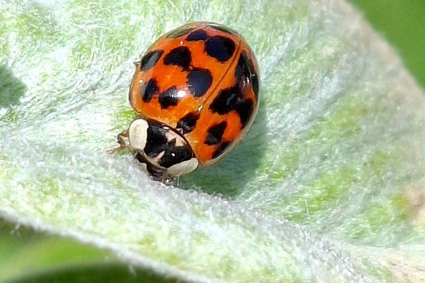 Asiatischer Marienkäfer