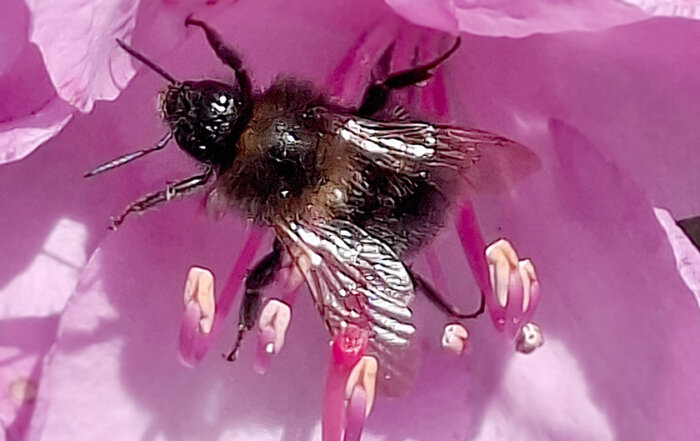 Baumhummel