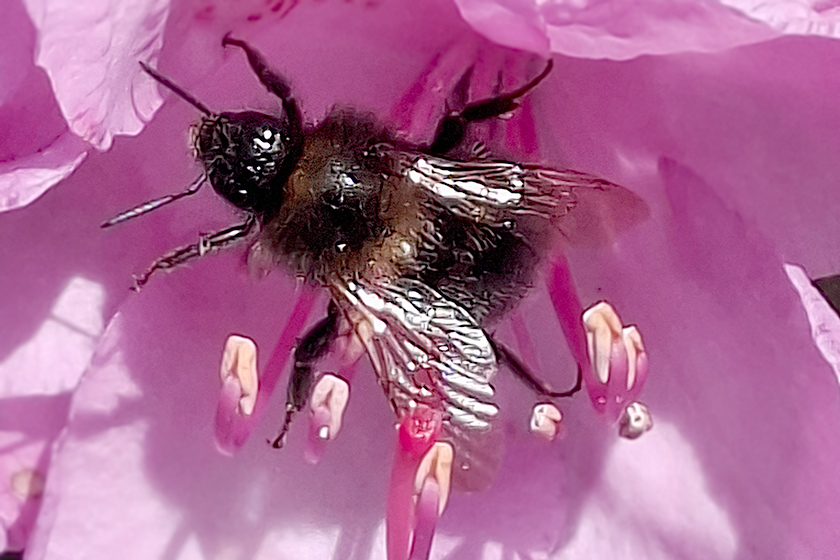 Baumhummel