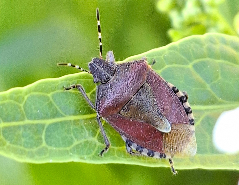 Beerenwanze