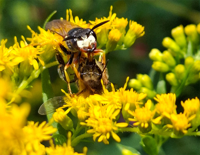 Bienenwolf