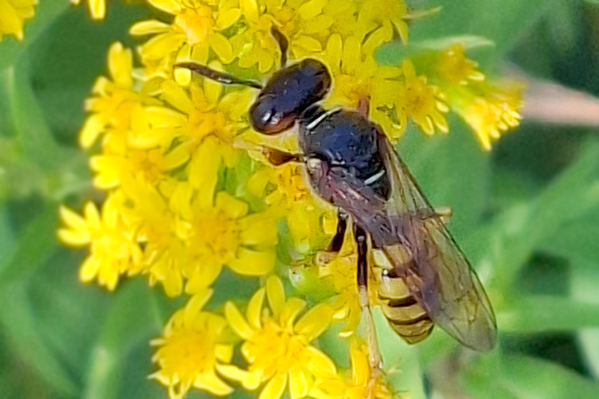 Bienenwolf