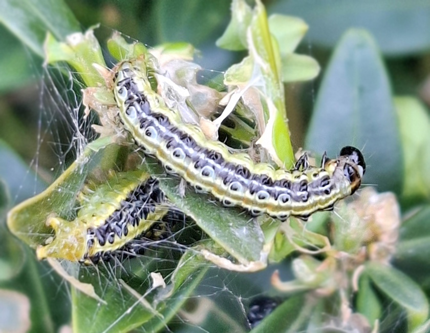 Raupe des Buchsbaumzünslers