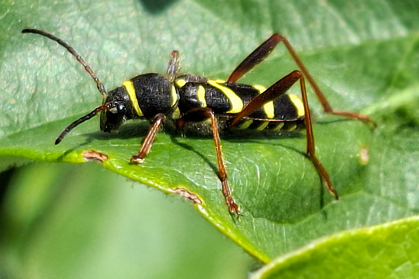 Echter Widderbock