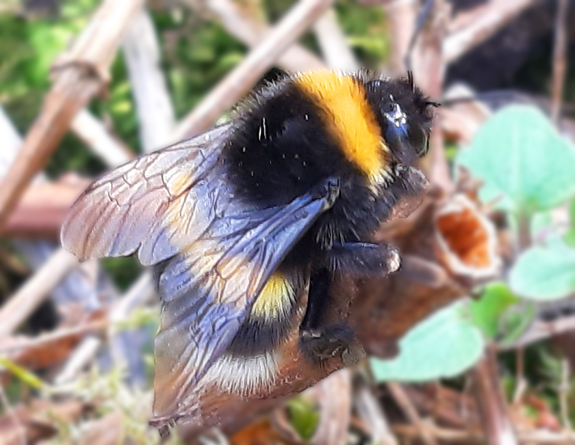 Erdhummel