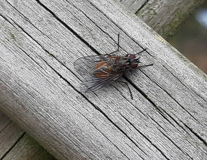 Fliege Phaonia subventa