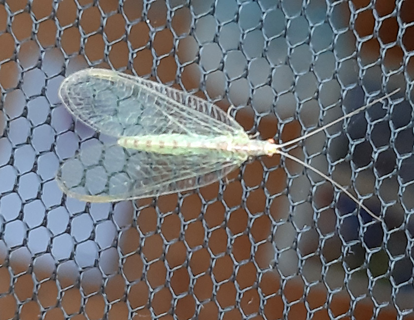 Florfliege auf Fliegengaze