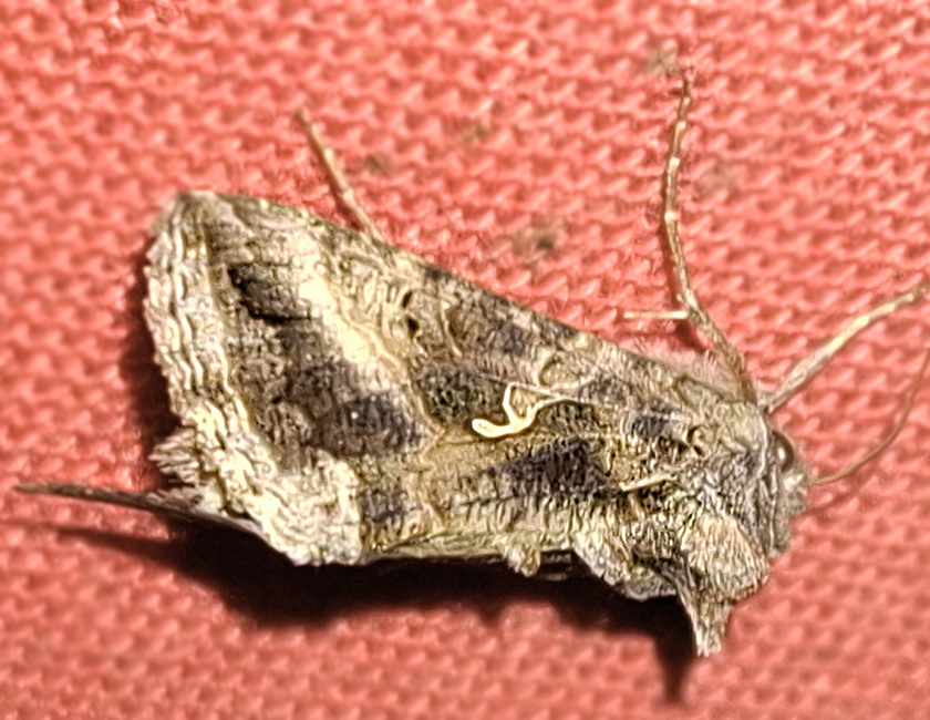 Gamma-Eule