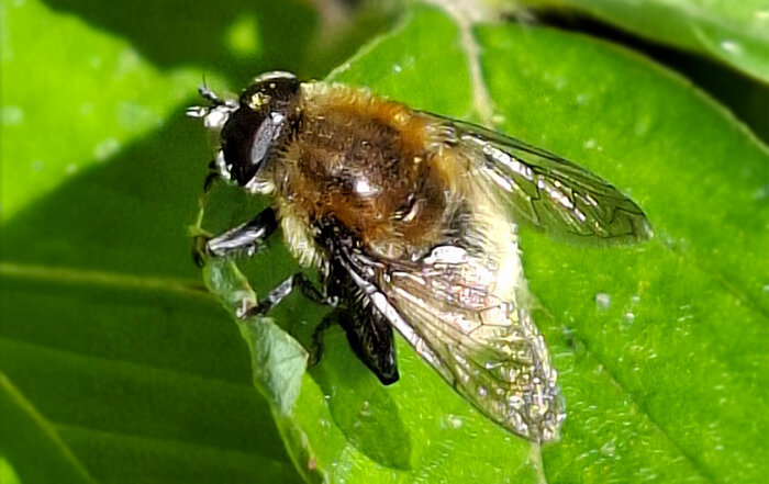 Gemeine Narzissenschwebfliege