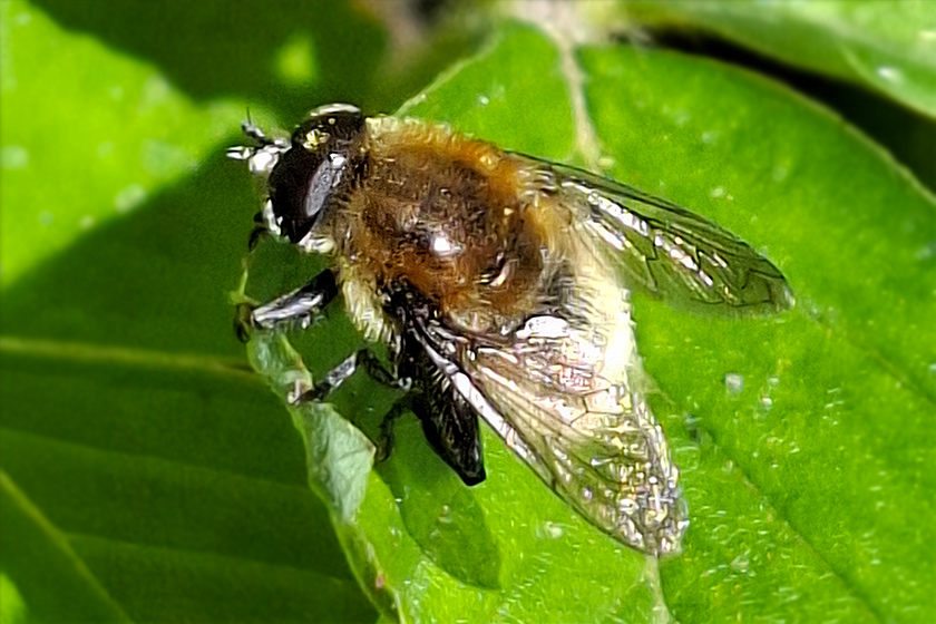 Gemeine Narzissenschwebfliege