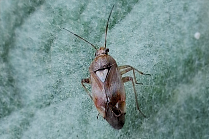 Gemeine Wiesenwanze