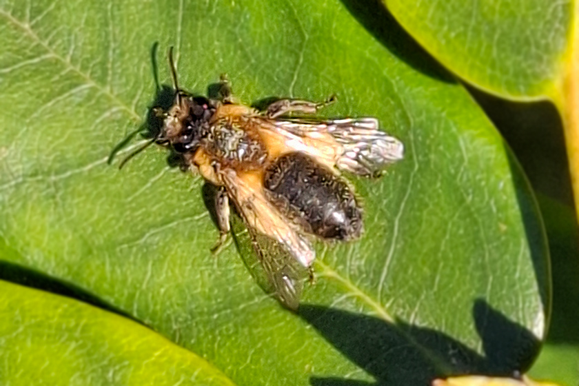 Gesellige Sandbiene