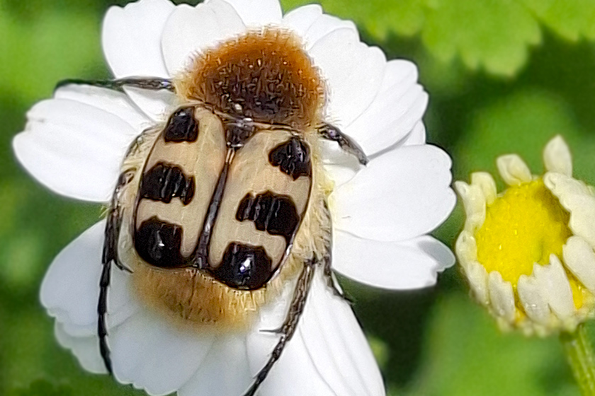 Glattschieniger Pinselkäfer
