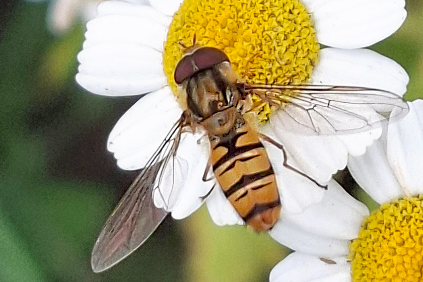 Hainschwebfliege