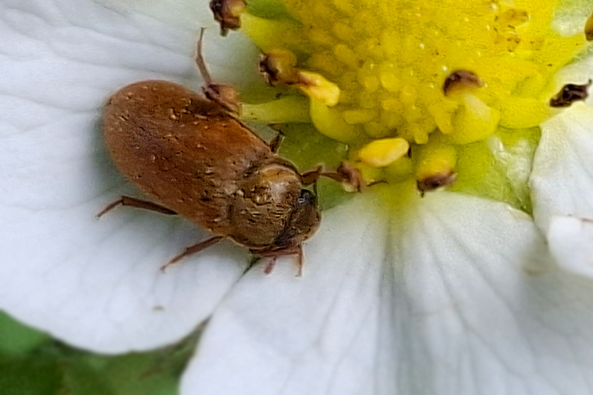 Himbeerkäfer