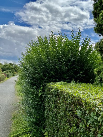 Hecke schneiden
