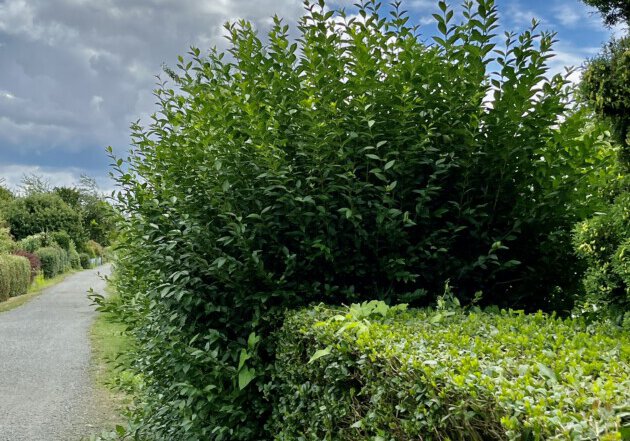 Hecke schneiden
