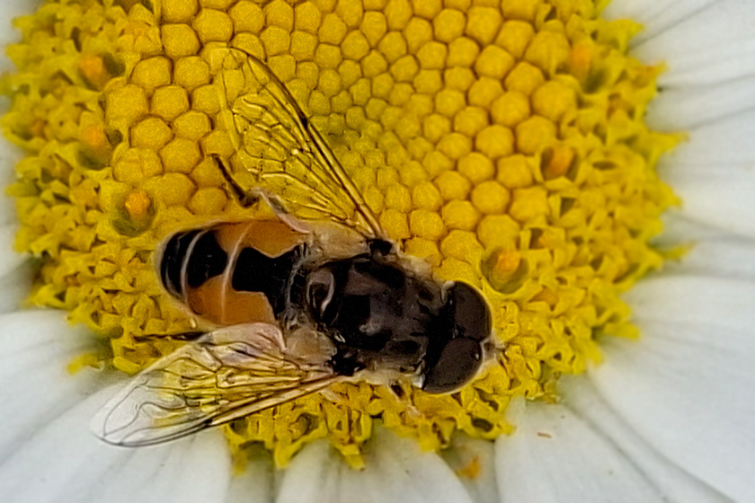 Kleine Keilfleckschwebfliege