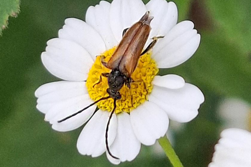 Kleiner Halsbock