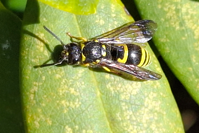 Lehmwespe