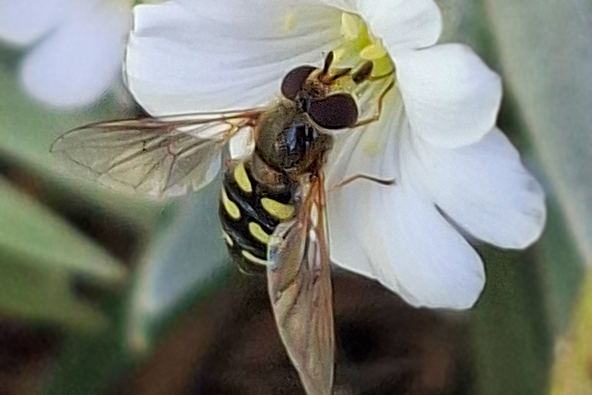 Mondfleck Feldschwebefliege