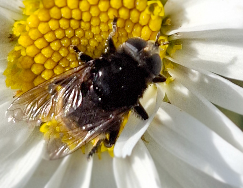 Narzissenschwebfliege
