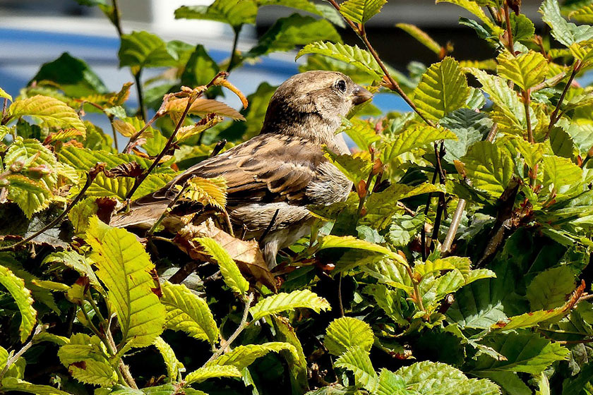 Sperling in Hecke
