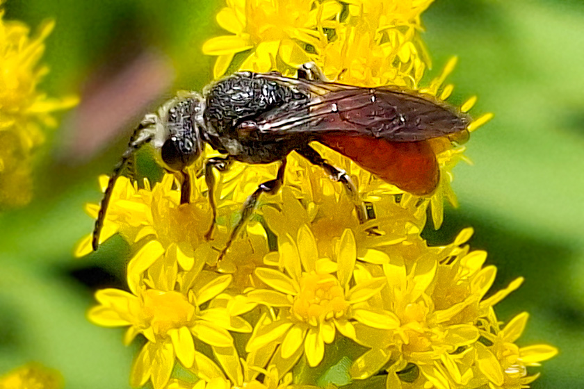 Riesen-Blutbiene