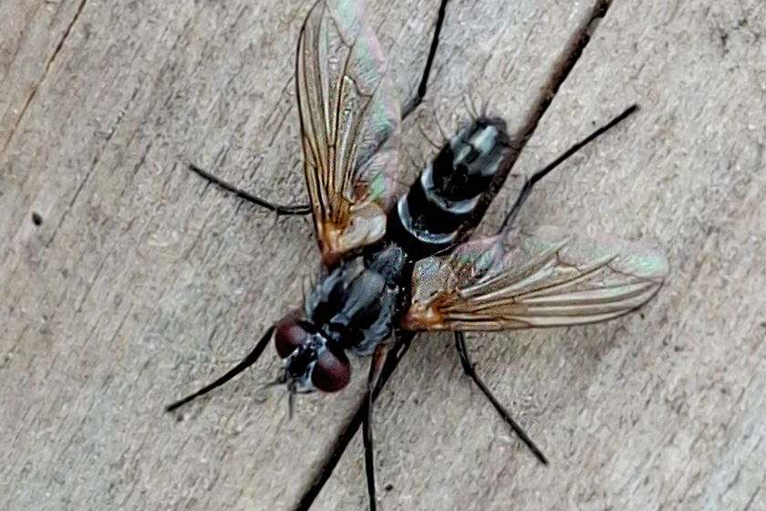 Rotbauche-Raupenfliege