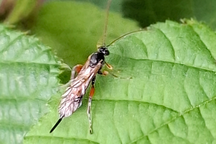 Schlupfwespe