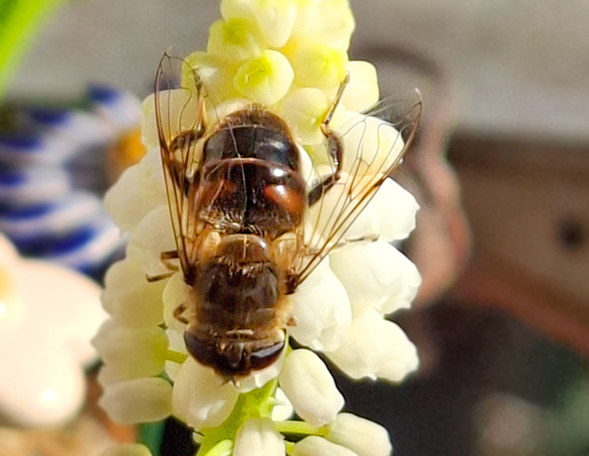 Schwebfliege an Traubenhyazinthe
