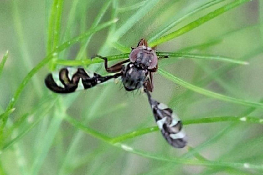 Spargelfliege