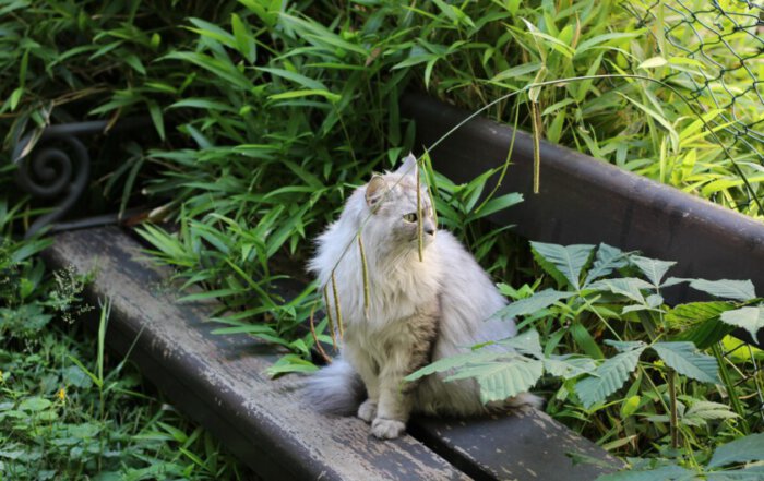 Streunende Katze