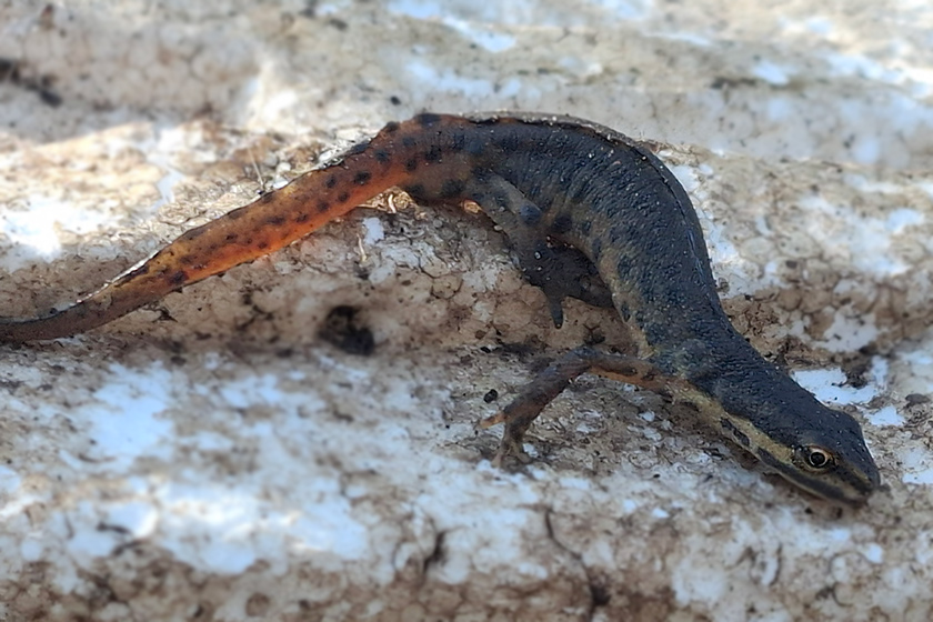 Teichmolch
