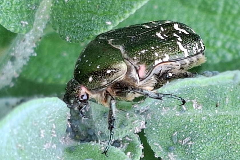 Variabler Rosenkäfer