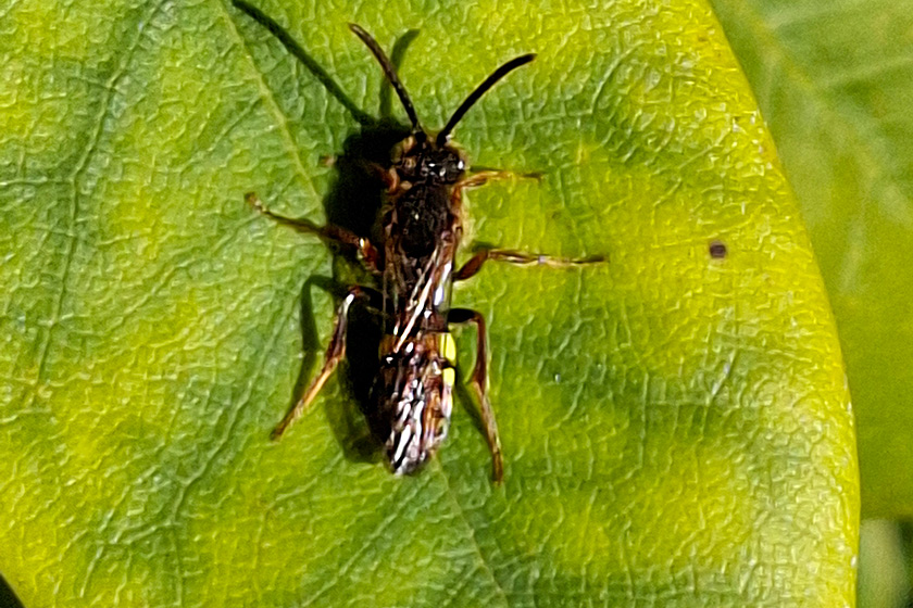 Wespenbiene