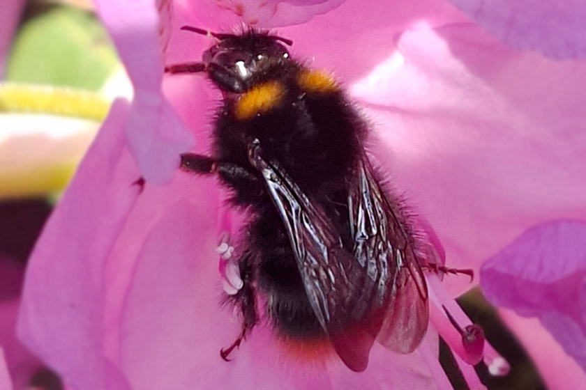 Wiesenhummel