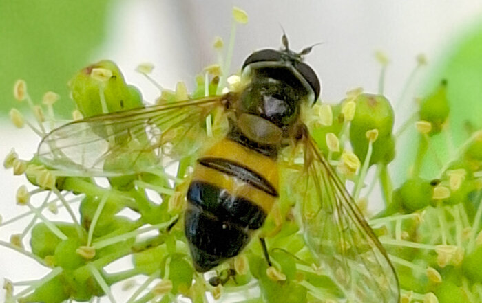 Zweiband-Wiesenschwebfliege