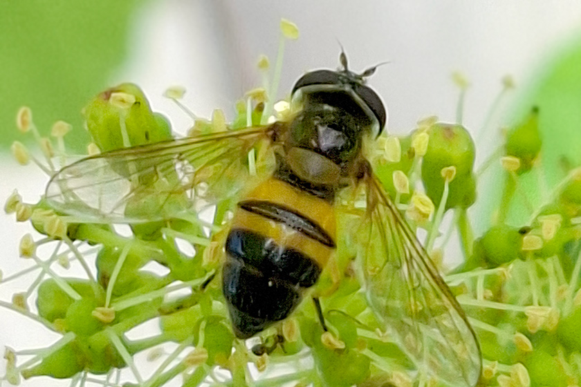 Zweiband-Wiesenschwebfliege