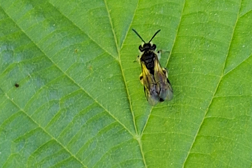 Zwergsandbiene